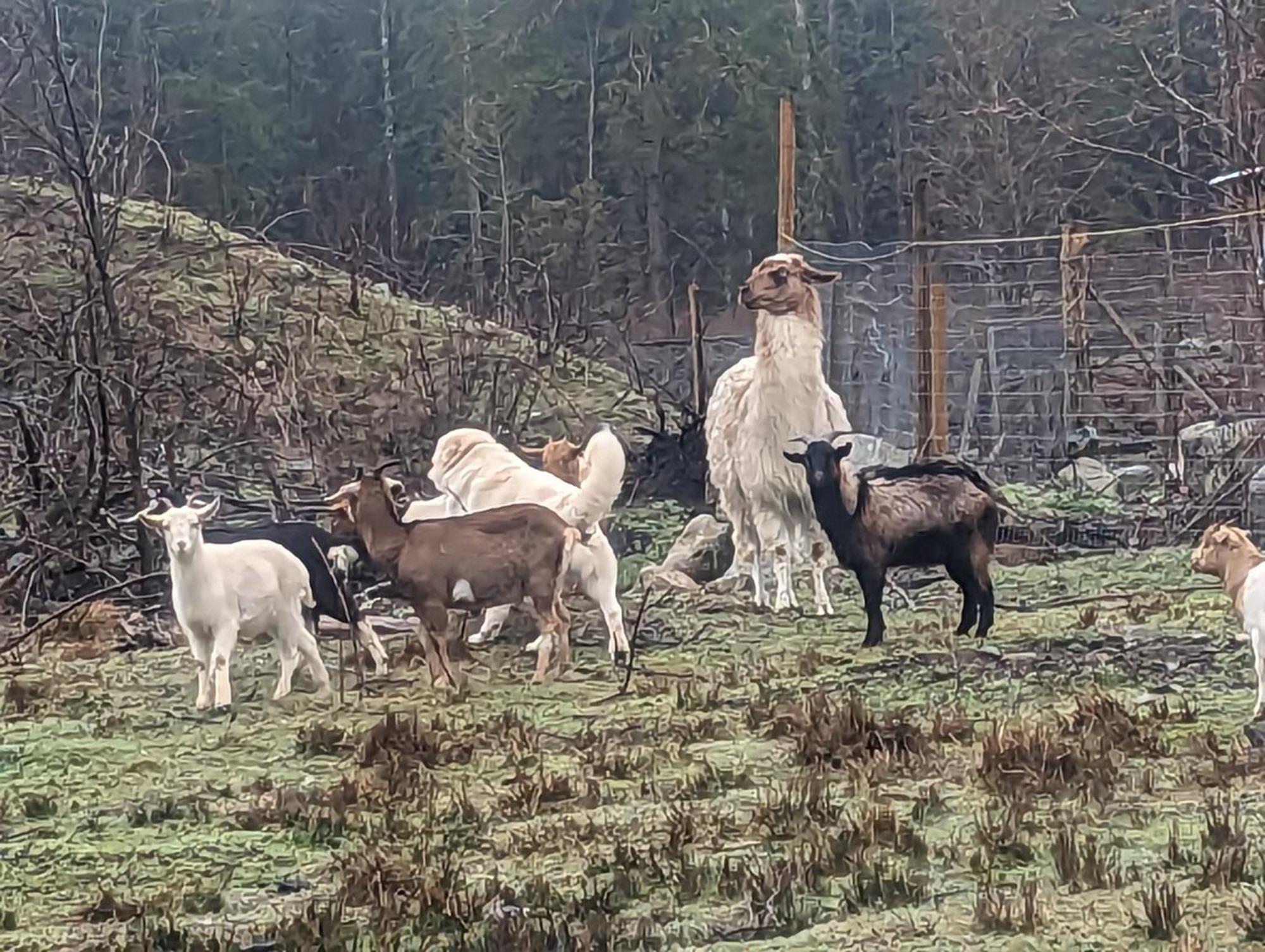 On 33 Acre Farm Powell River